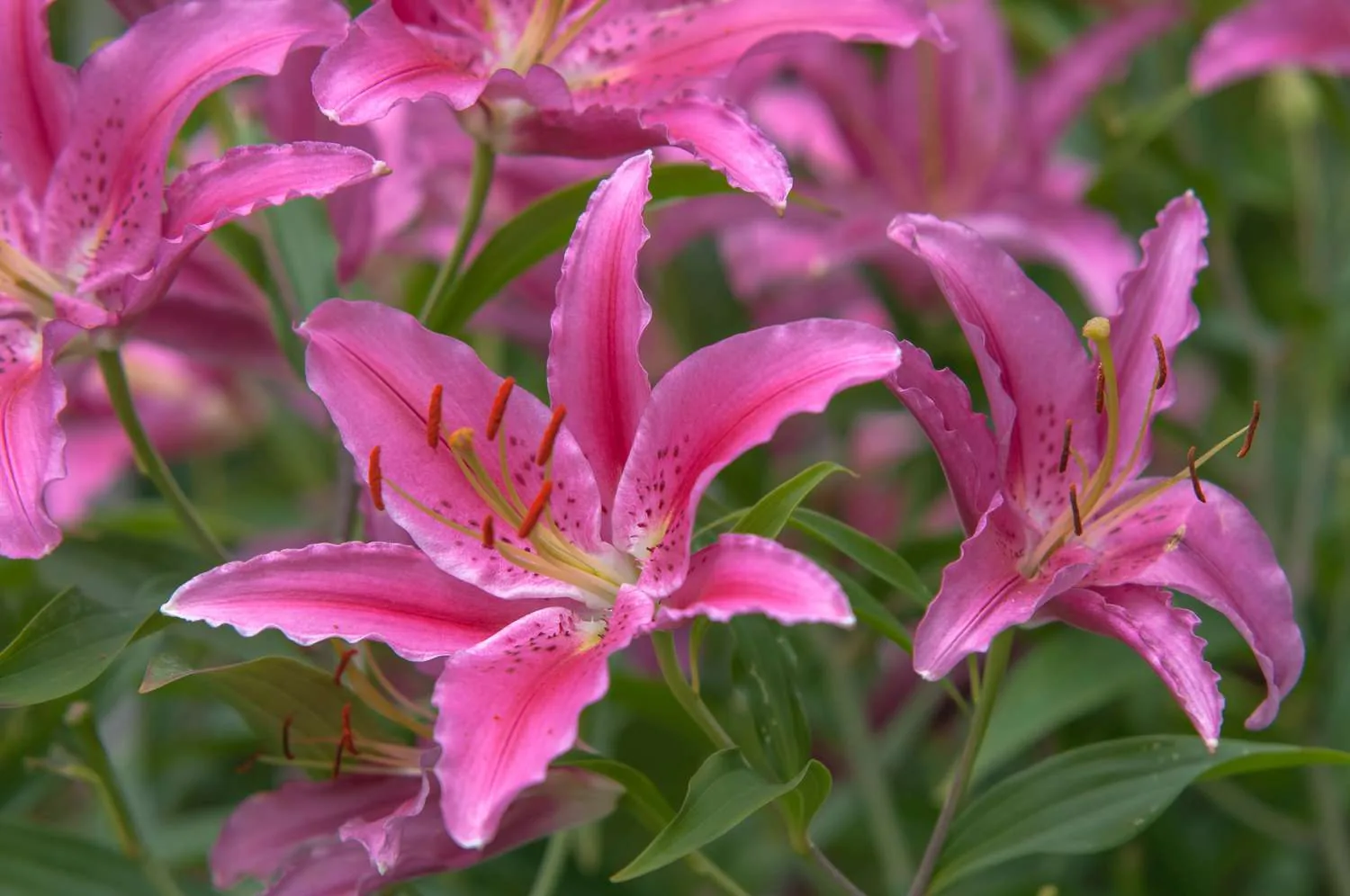 True lilies